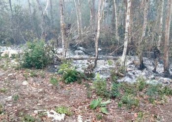 Afecta par de incendios 230 hectáreas forestales en Solidaridad