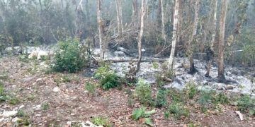 Afecta par de incendios 230 hectáreas forestales en Solidaridad