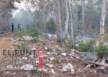 Afecta par de incendios 230 hectáreas forestales en Solidaridad