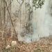 Las lluvias, insuficientes para apagar incendios forestales en Solidaridad