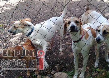 Advierten maltrato animal impune en Lázaro Cárdenas