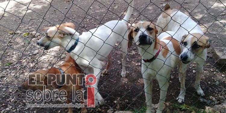 Advierten maltrato animal impune en Lázaro Cárdenas