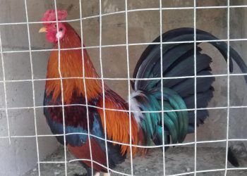 Animalistas, a favor de mantener la prohibición de corridas de toros y peleas de gallos