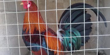 Animalistas, a favor de mantener la prohibición de corridas de toros y peleas de gallos