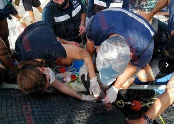 Campaña busca desmitificar presuntos maltratos a delfines