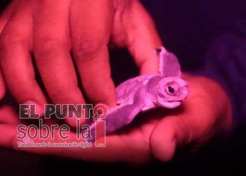 Ayuntamiento de Benito Juárez alista programa de protección y conservación de tortugas
