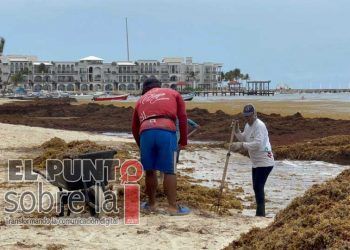 Solidaridad contrata maquinaria para afrontar el masivo recale de sargazo