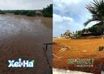 La guerra contra el Sargazo, pone en jaque mate a las autoridades de Quintana Roo