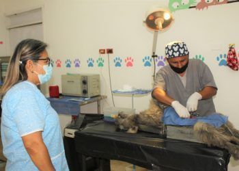 Sigue la buena respuesta de la gente a la Campaña Municipal de Esterilización Canina y Felina
