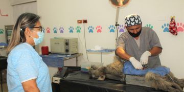 Sigue la buena respuesta de la gente a la Campaña Municipal de Esterilización Canina y Felina