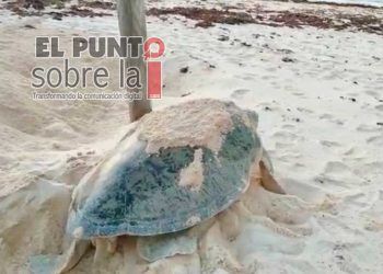 Sargazo, posible causa de varamiento de tortugas en Playa del Carmen; una murió