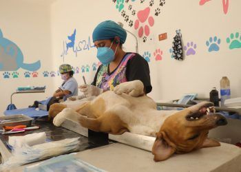 Esterilizaciones, en beneficio de la salud pública y de los animales