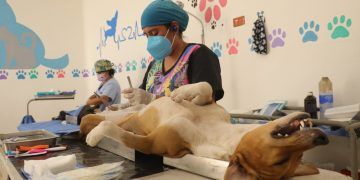 Esterilizaciones, en beneficio de la salud pública y de los animales