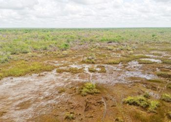 Quintana Roo, primero en deforestación y último en reforestación