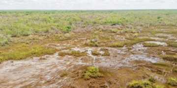 Quintana Roo, primero en deforestación y último en reforestación