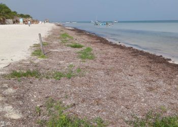 Destacan beneficios del sargazo para la duna costera de Holbox