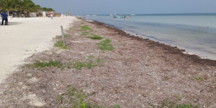 Destacan beneficios del sargazo para la duna costera de Holbox