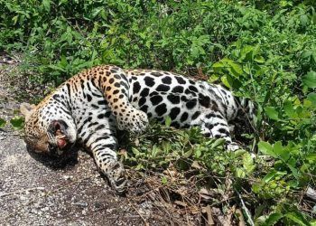 Reportan cadáver de jaguar atropellado en Felipe Carrillo Puerto