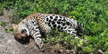 Reportan cadáver de jaguar atropellado en Felipe Carrillo Puerto