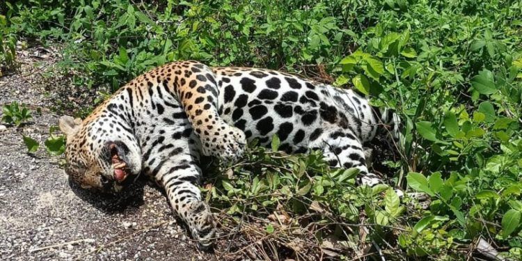 Reportan cadáver de jaguar atropellado en Felipe Carrillo Puerto