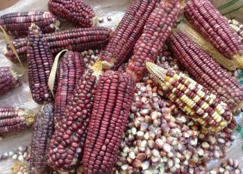 Campesinos de Lázaro Cárdenas confían en buenas cosechas, aunque necesitan de buenas lluvias