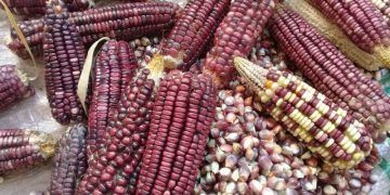 Campesinos de Lázaro Cárdenas confían en buenas cosechas, aunque necesitan de buenas lluvias