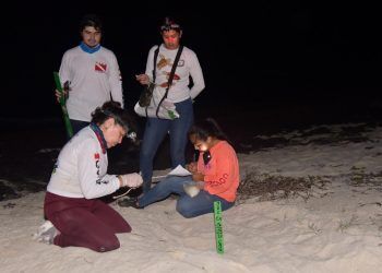 Registran alza de casi 15% en nidos de tortuga en Punta Sur, Cozumel, respecto a 2021
