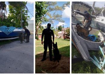 Tulum, logra certificación de elementos para manejo de caninos adiestrados contra narcóticos