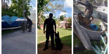 Tulum, logra certificación de elementos para manejo de caninos adiestrados contra narcóticos