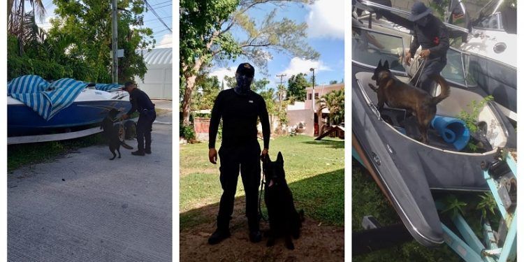 Tulum, logra certificación de elementos para manejo de caninos adiestrados contra narcóticos