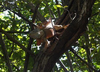 AMLO reitera intención de crear Áreas Naturales Protegidas en Península de Yucatán