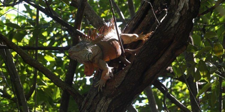 AMLO reitera intención de crear Áreas Naturales Protegidas en Península de Yucatán