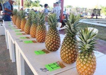 Carestía en insumos para producción de piña, abandono de la actividad, se esperan proyectos en la SEDARPE