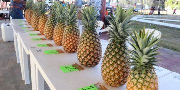 Carestía en insumos para producción de piña, abandono de la actividad, se esperan proyectos en la SEDARPE