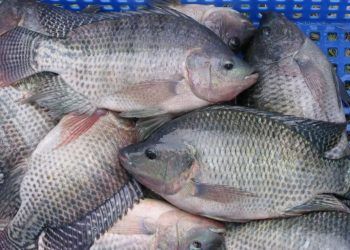 Tilapia, el gran aliado para la salud cardiovascular
