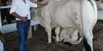 Tomarán ganaderos instalaciones del Comité Estatal para el Fomento y Protección Pecuaria de Quintana Roo.