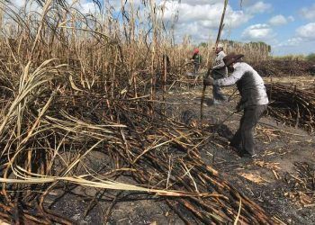 Buscan cañeros pago de remanente para noviembre