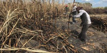 Buscan cañeros pago de remanente para noviembre