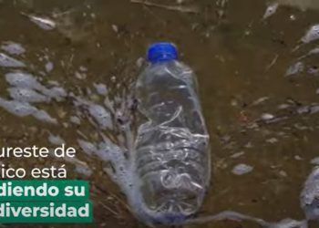 Lanza Greenpeace México campaña para detener la devastación en la península de Yucatán