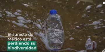 Lanza Greenpeace México campaña para detener la devastación en la península de Yucatán