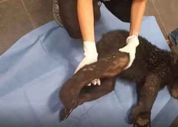 Atiende Profepa a oso herido en Santiago, Nuevo León
