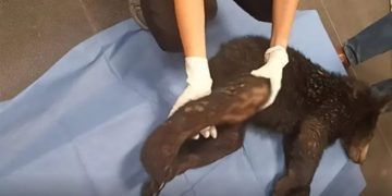 Atiende Profepa a oso herido en Santiago, Nuevo León