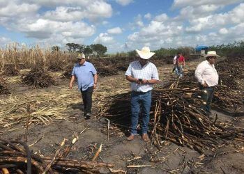 Cañeros calientan motores para inicio de zafra