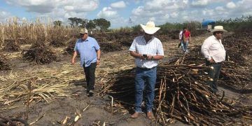 Cañeros calientan motores para inicio de zafra