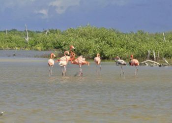 Flamencos engalanan Punta Sur en Cozumel