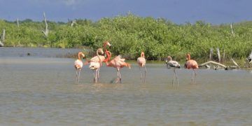 Flamencos engalanan Punta Sur en Cozumel