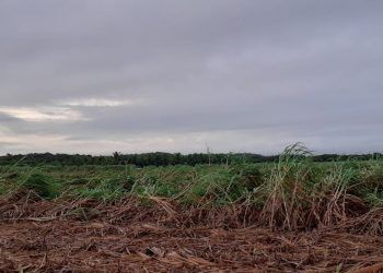 Huracán «Lisa» deja estragos en zona cañera