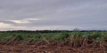 Huracán «Lisa» deja estragos en zona cañera