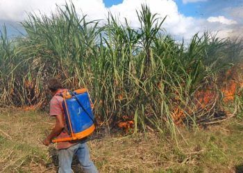 Inicia zafra 2022-2023 en Quintana Roo