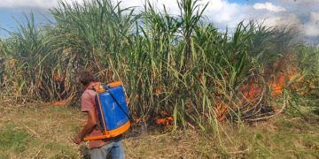 Inicia zafra 2022-2023 en Quintana Roo
